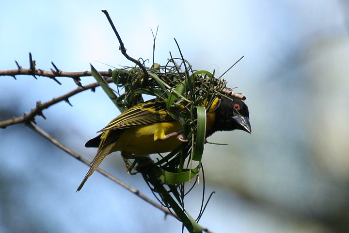 Black_headed Weaver