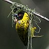 Black-headed Weaver �Y�O���n�^�I��