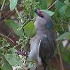 Blue-naped Mousebird �A�I�G���l�Y�~�h��