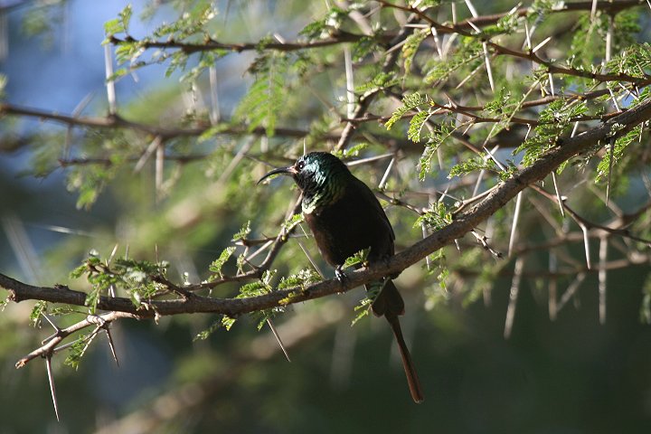 Bronze Sunbird