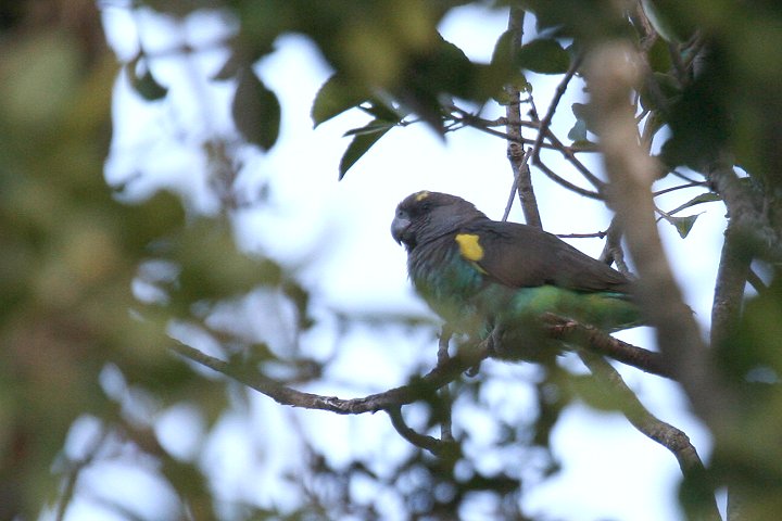 Brown Parrot