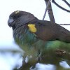 Brown Parrot �����N���C���R