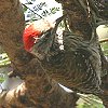 Cardinal Woodpecker �A�t���J�R�Q��