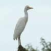 Cattle Egret�@�A�}�T�M