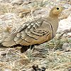 Chestnut-belied Sandgrouse �`���o���T�P�C