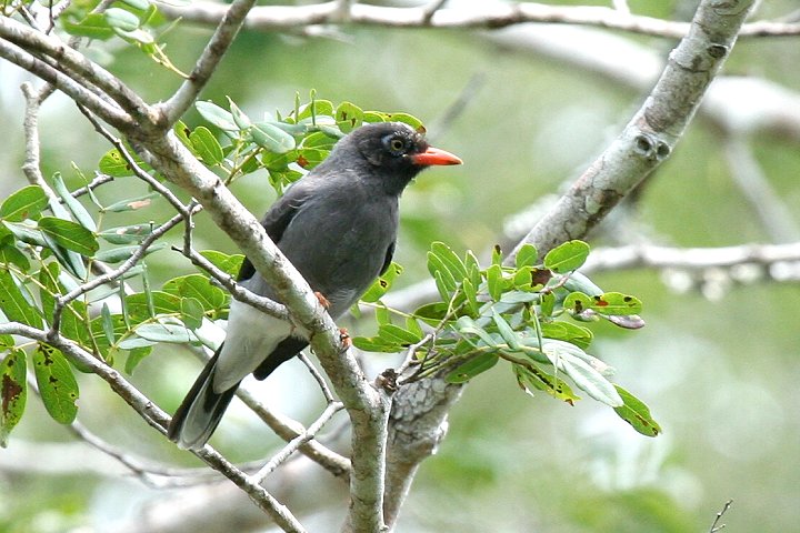 Chestnut-fronted Helmet-shrike
