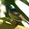 Collard Sunbird�@�L�o���R�o�V�^�C���E�`���E