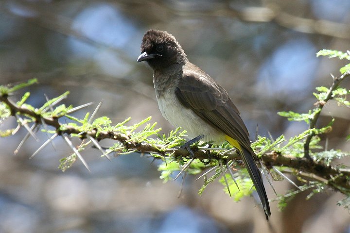 Common Bulbul