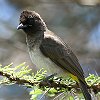Common Bulbul �A�t���J�q���h��