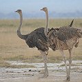 Common Ostrich�@�_�`���E