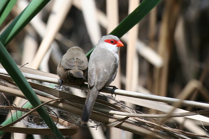 Common Waxbill