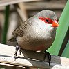 Common Waxbill �I�i�K�J�G�f�`���E