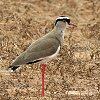 Crowend Lapwing �I�E�J���Q��