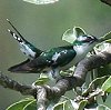 Diederik Cuckoo �u�����Y�~�h���J�b�R�E