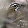 Eastern-bearded Scrub-Robin �q�K�V�n�W�����u�R�}�h��