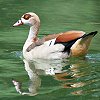 Egyptian Goose�@�G�W�v�g�K��