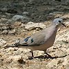 Emerald-spotted Wood-Dove �~�h���}�_���o�g
