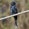 Fork-tailed Drongo �N���I�E�`���E