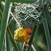 Golden Palm Weaver �I�E�S�����V�n�^�I��