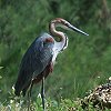 Goliath Heron�@�I�j�A�I�T�M