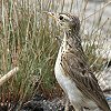 Grassland Pipit �A�t���J�}�~�W���^�q�o��