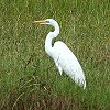 Great Egret�@�_�C�T�M