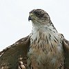 Great Sparrow Hawk �I�I�n�C�^�J