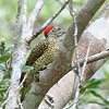 Green-backed Woodpecker �q���A�t���J�A�I�Q��