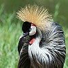 Grey Crowned Crane �z�I�W���J�������d��
