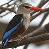 Grey-headed Kingfisher �n�C�K�V���V���E�r��