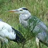 Grey Heron�@�A�I�T�M