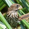 Grosbeak Weaver �n�V�u�g�n�^�I��