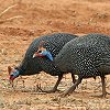 Helmeted Guineafowl �z���z���`���E