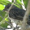Greater Honeyguide �m�h�O���~�c�I�V�G