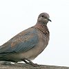 Laughing Dove �����C�o�g
