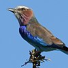 Lilac-breasted Roller ���C���b�N�j�V�u�b�|�E�\�E