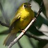 Little Yellow Flycatcher �L�C���q���q�^�L
