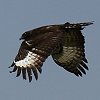 Long-crested Eagle �G�{�V�N�}�^�J