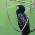Long-tailed Cormorant�@�A�t���J�R�r�g�E