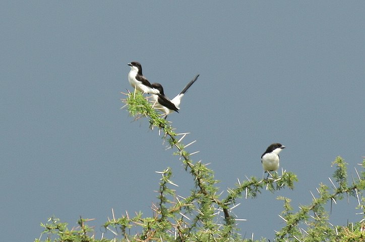 Long-tailed Fiscal
