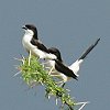 Long-tailed Fiscal �I�O���I�i�K���Y