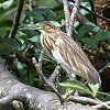 Madagascar Squacco Heron�@�}�_�K�X�J���J�������T�M