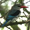 Mangrove Kingfisher �}���O���[�u�V���E�r��