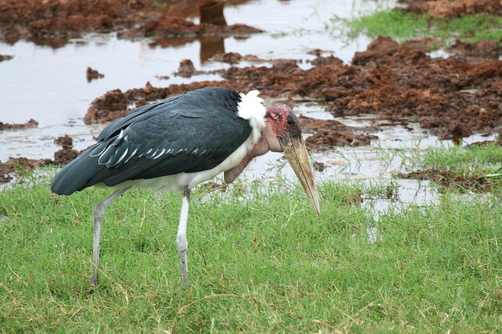 Marabou Stork
