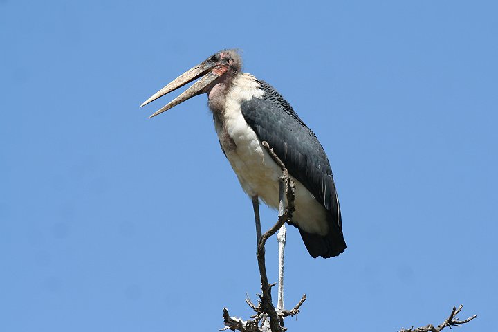 Marabou Stork