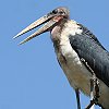 Marabou Stork�@�A�t���J�n�Q�R�E