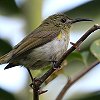 Olive Sunbird �I���[�u�^�C���E�`���E