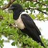 Pied Crow ���i�W���K���X