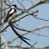 Pin-tailed Whydah �e���j���`���E