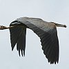 Purple Heron�@�����T�L�T�M